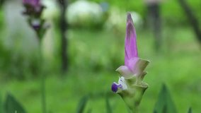 Curucuma Alismatifolia in the Garden, Champasak, Laos, 1 July 2017, 1080p HD Video, Footage Clip