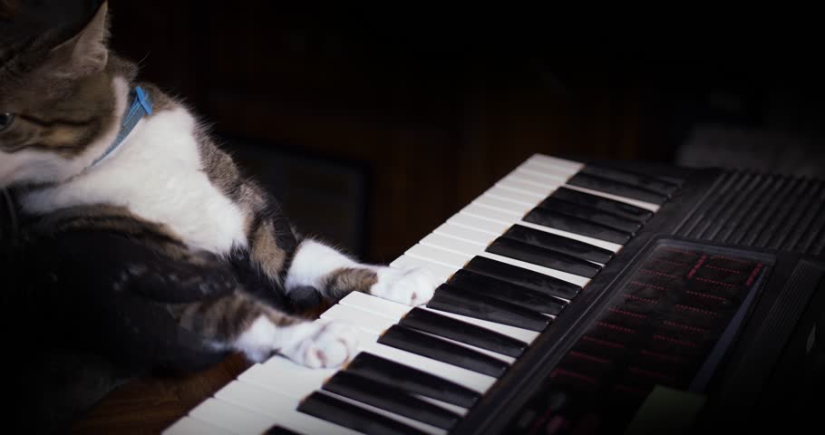 A funny cat playing a piano, keyboard,  or organ.	 Royalty-Free Stock Footage #28580878