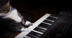 A funny cat playing a piano, keyboard,  or organ.	