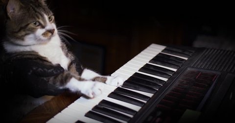 A funny cat playing a piano, keyboard,  or organ.	
