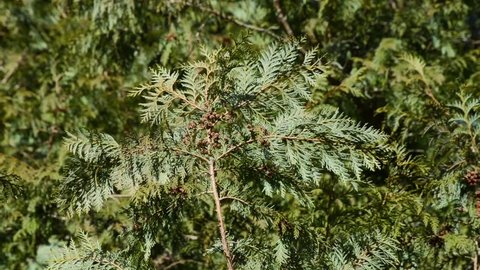 Cedars branches video