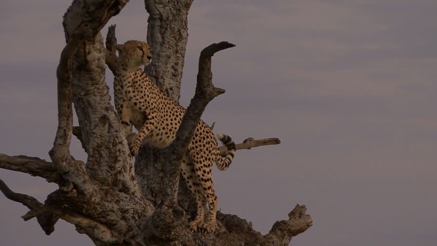 A cheetah looks for game from a tree in the Masai Mara, Kenya, Africa.