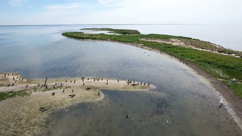 Impressive view on Dzharylhach island in the Black sea with flocks of black cormorants and white seagulls flying over it and sitting on sand beach in a sunny day in summer. The seascape looks great