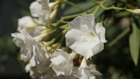 Small dogbane family flower close-up 4K 2160p 30fps UltraHD footage - White Nerium oleander shrub shallow DOF 3840X2160 UHD video