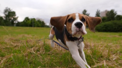 Cute Beagle puppy run towards by grass field, chase moving camera, slow motion shot. Young dog happy rush after, long ears fly in air, look straight to camera.