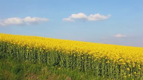 Vivid canola field with white fluffy clouds. Gorgeous day and picturesque scene. Location rural place of Ukraine, Europe. Ecology concept. Save environment. Beauty world. Shooting in HD 1080 video.