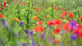 Close up poppies on field. Wild flowers in springtime. Fantastic day, gorgeous scene. Location rural place of Ukraine, Europe. Beauty world. The effect of variation focus. Shooting in HD 1080 video.