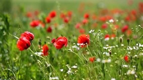 Close up poppies on field. Wild flowers in springtime. Fantastic day, gorgeous scene. Location rural place of Ukraine, Europe. Explore the world's beauty. Selective focus. Shooting in HD 1080 video.