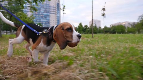 Cute beagle puppy run at park, tracking slow motion shot. Small serious faced dog rush at field with green and dry grass, soft evening lighting. Urban area on background, some residential buildings