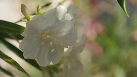 Dogbane family flower white petals close-up 4K 2160p 30fps UltraHD footage - White Nerium oleander shrub shallow DOF 3840X2160 UHD video