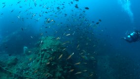  Reef and Marine life in Chumphon dive site, Thailand - Powered by Shutterstock - Get 15% off with code: PIKWIZARD15