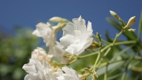 Nerium oleander shrub against blue sky 4K 2160p 30fps UltraHD footage - Close-up of small dogbane family flower 3840X2160 UHD video