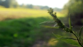 Video of the plant swaying in the field blurred in the background