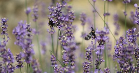 Bumblebee and Nine-spotted Moth sitting on lavender bloom macro 4K in 50FPS
