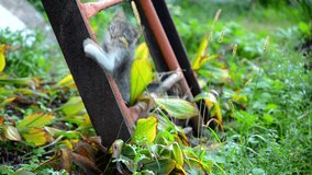 kitten plays with grass near a ladder