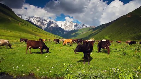 Cows grazing on alpine meadow at the foot of Shkhara glacier. Picturesque day, gorgeous scene. Location place Upper Svaneti, Georgia, Europe. Ecology concept. Beauty world. Shooting in HD 1080 video.