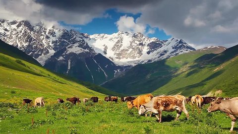 Cows grazing on alpine meadow at the foot of Shkhara glacier. Picturesque day, gorgeous scene. Location place Upper Svaneti, Georgia, Europe. Ecology concept. Beauty world. Shooting in HD 1080 video.