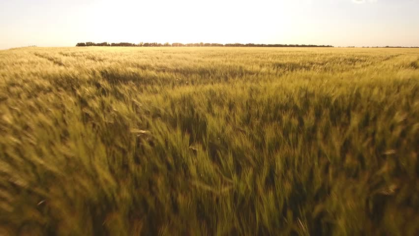 original aerial view on wheat field Stock Footage Video (100% Royalty ...