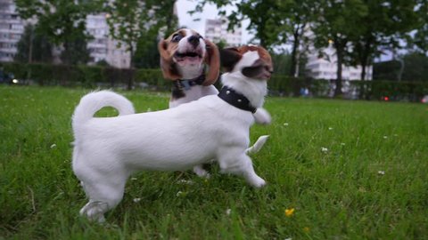 Cute Beagle and Jack Russell Terrier puppies play together, rolling around, wrestling and biting on green meadow. Funny active game of two young dogs during evening outing