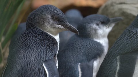 Little penguins close up - Australia