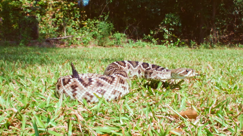 Eastern Diamondback Rattlesnake, slow-motion,1/2 natural speed