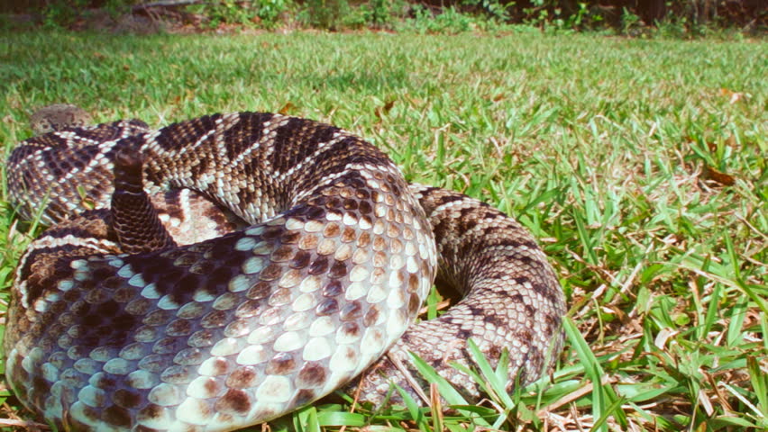 Eastern Diamondback Rattlesnake,slow-motion,1/2 natural speed