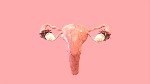 female reproductive system 3d render
