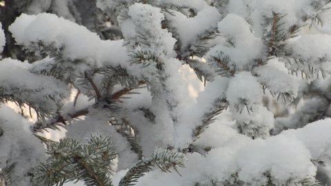 Spruce branches with snow