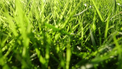 Walking through the grass with sunlight. Camera flight over fresh spring grass.
