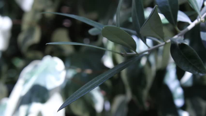 Green leaves of a plant