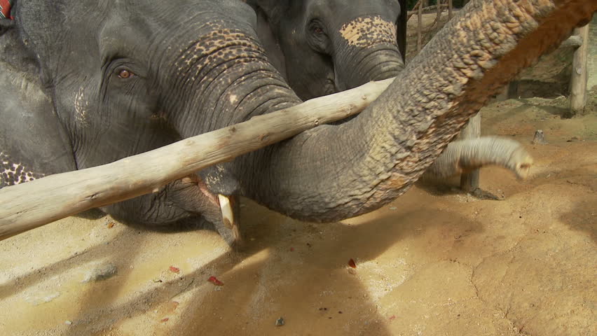 Elephants using their trunks