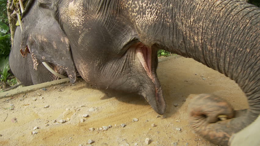 An asian elephant being fed