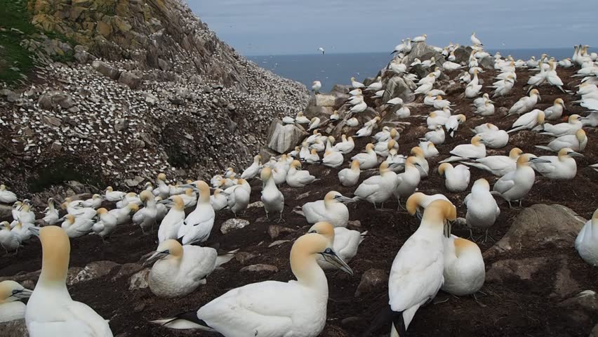 Northern Gannet   Morus bassanus