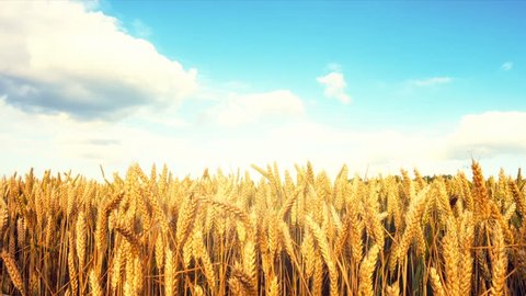 Agricultural landscape with golden wheat field. Zoom in, Full HD, 1080p