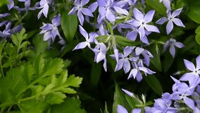 Vinca herbacea. Periwinkle blue flowers on the flowerbed in the garden. Video footage shooting of static camera.