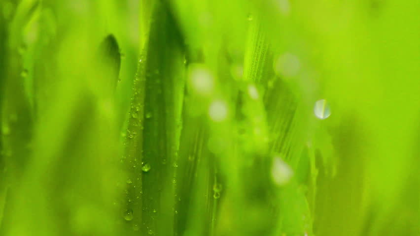 Dew on a green grass close-up