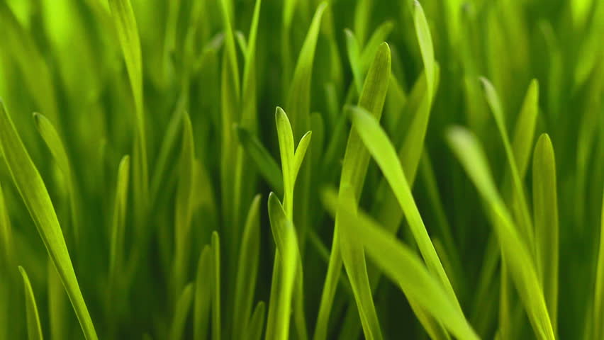 green grass flapping wind: Stockvideók (100%-ban jogdíjmentes) 2862328 Shut...