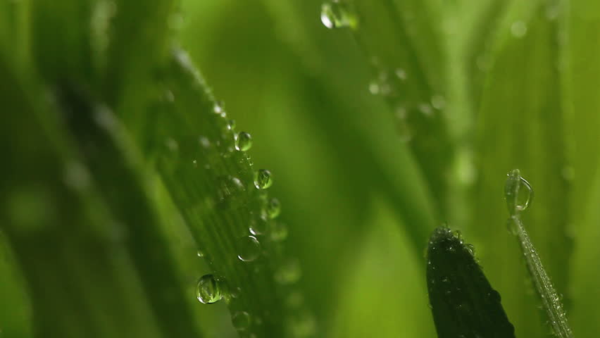 Dew on a green grass close-up