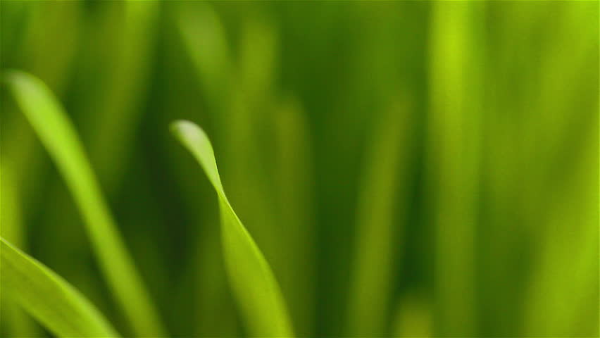 Green grass flapping in the wind