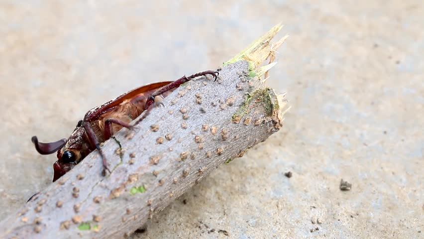 Large May beetle pest garden plants in the wild