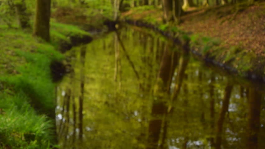 Downwards sliding view in a green forest with a creek during a spring day.