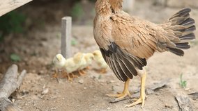Close up of Feeding chicken family in the garden ,video for animal life and nature concept