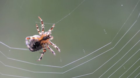 spider making a web