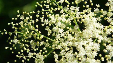SLOW MOTION CLOSE UP DOF: Pretty white elderberry flowers and buds on sunny day. Elderflower twig blooming in garden on warm spring day. Gentle white sambucus flowers blooming in sunshine