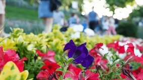 The botanical garden petunia flower bed and people background it. Summer season. Weekend day in city park. Social background video. 