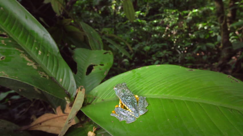 Amazon Leaf Frog (Cruziohyla craspedopus) jumping in slow motion. On a Calathea plant in its natural habitat, the rainforest understory in the Ecuadorian Amazon. Note the slow-motion mosquito.
