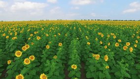 Overflight over fields of sunflowers, aerial video / Fields of sunflowers, aerial video