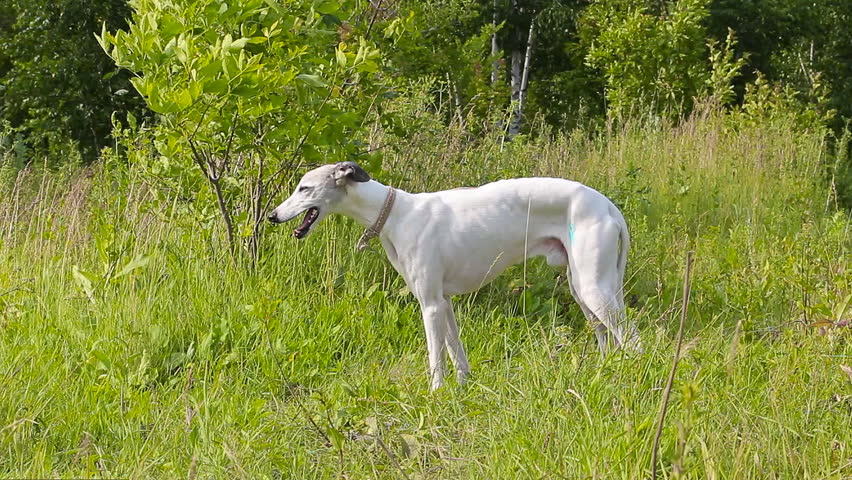 English greyhound standing in the grass on a green meadow