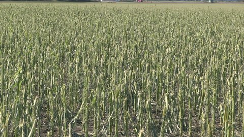 Chatham, Ontario, Canada July 2017 Corn crop damaged and destroyed by hail storm on farm
