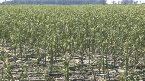 Chatham, Ontario, Canada July 2017 Corn crop damaged and destroyed by hail storm on farm
